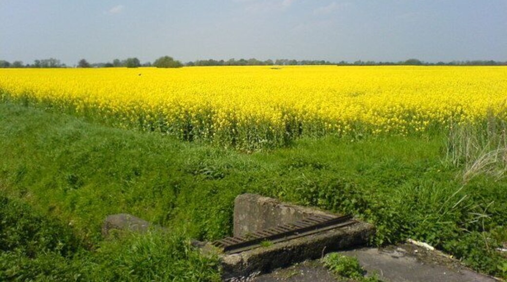 Oilseed Rape Recently flowered oilseed rape (Brassica napus, subsp. oleifera) on Irlam Moss. The concrete structure forms the mouth of a culvert accepting drainage water from the ditch on the left.