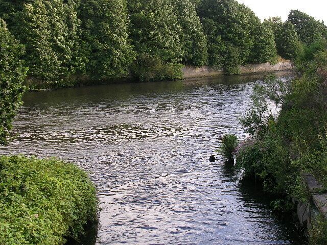 A river surrounded by dense greenery and trees.