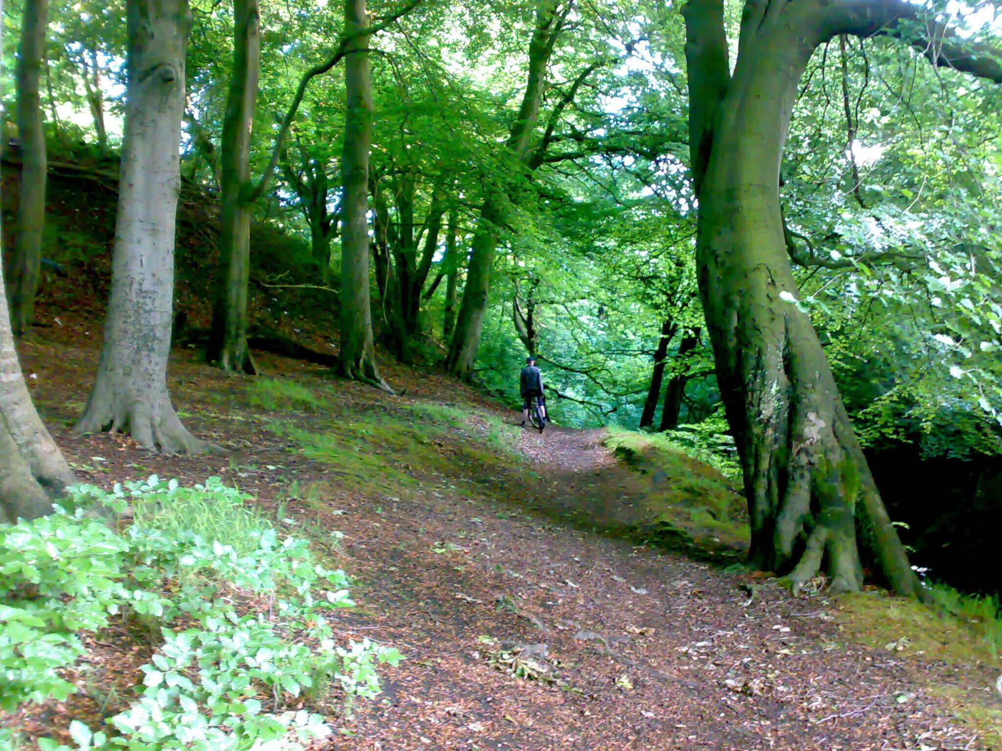 A forested path with a person walking.