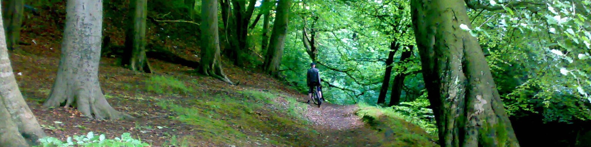 A forested path with a person walking.