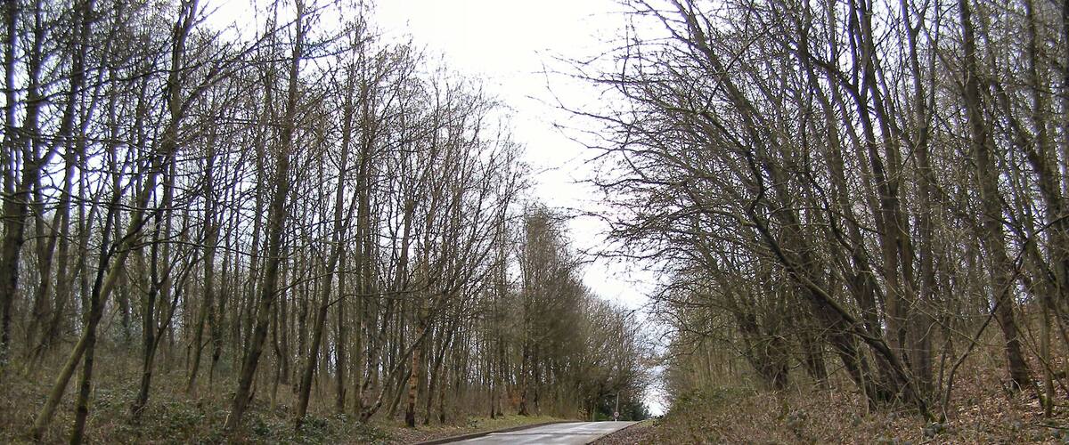 Philips Park; Mid Wood