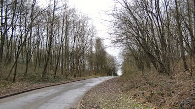 Uma estrada sinuosa serpenteando por uma floresta com o chão coberto de folhas e árvores sem folhas.