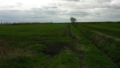 Paisagem rural com uma única árvore ao centro, rodeada por campos verdes e céu nublado.