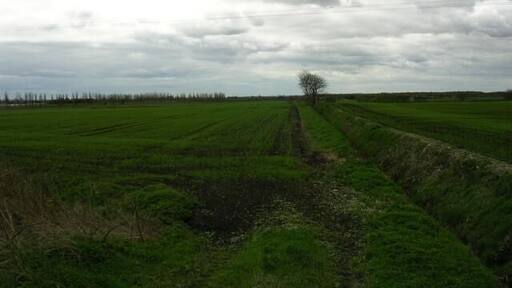 Mossland, Irlam, Manchester. The moss here is mostly reclaimed as farmland. It shows a drainage ditch typical of this type of land. The picture was taken from the minor road that just enters the NE corner of the square (SJ 709 939) and shows the view to the SW, where the plantation of New Moss Wood has been created. This being part of the Red Rose Forest project (see www.redroseforest.co.uk for info.)