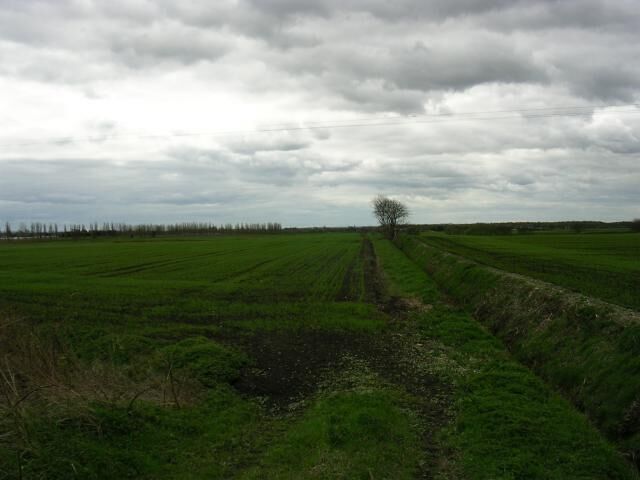 A rural landscape with a single tree in the center, surrounded by green fields and a cloudy sky.