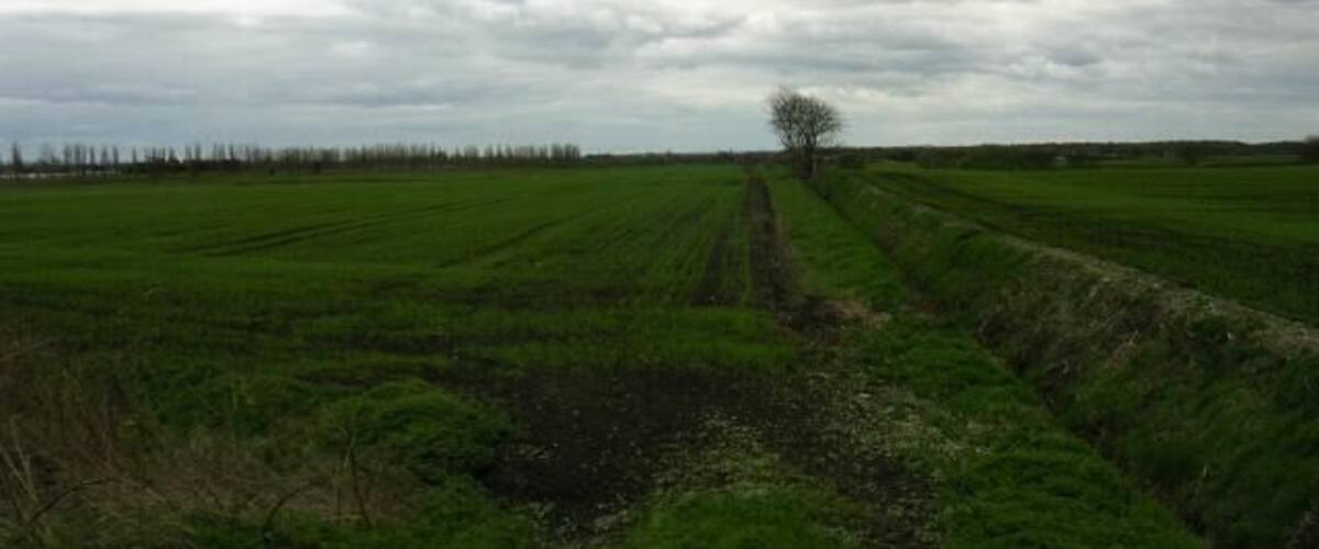 A rural landscape with a single tree in the center, surrounded by green fields and a cloudy sky.