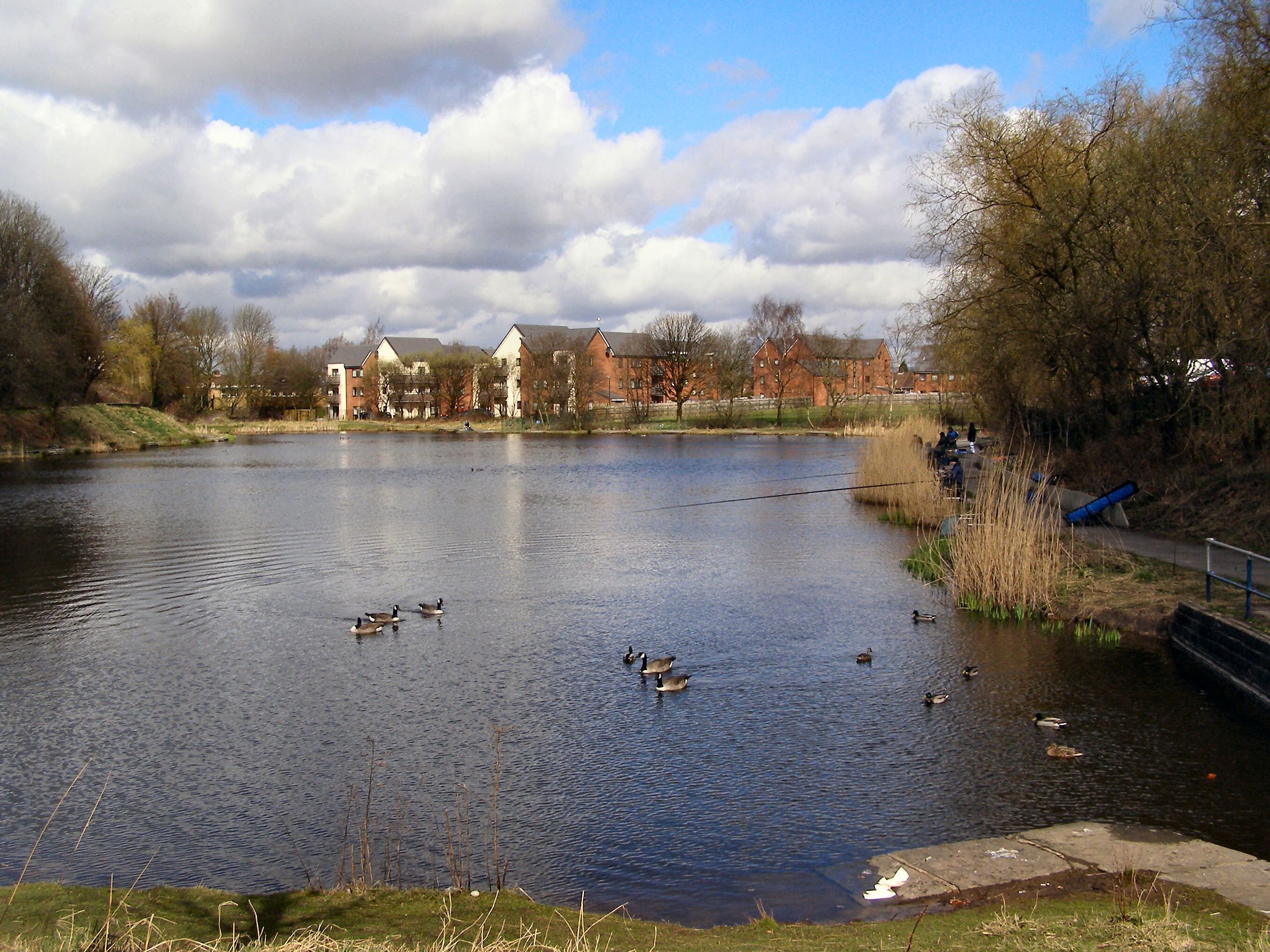 A calm lake with ducks swimming, surrounded by trees and buildings in the background.