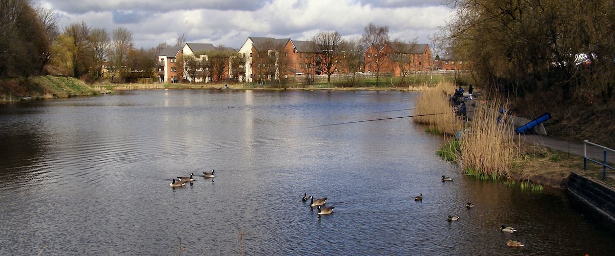 A calm lake with ducks swimming, surrounded by trees and buildings in the background.