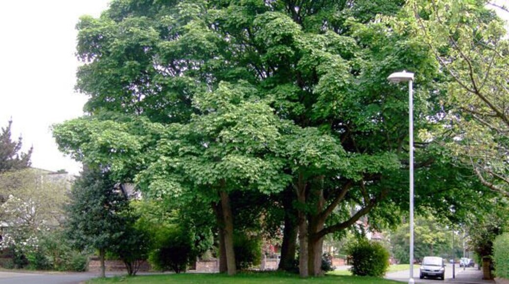 Roundabout on Old Broadway, Manchester Old Broadway is a private dual-carriageway cul-de-sac of large semi and fully detached houses, popular with media people and the like.