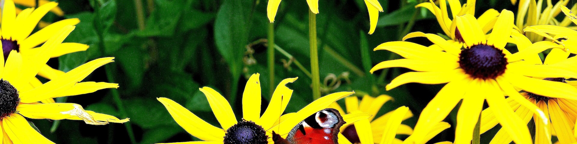 Peacock on petals