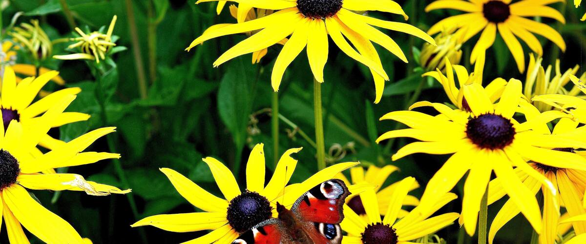 A butterfly on yellow flowers.