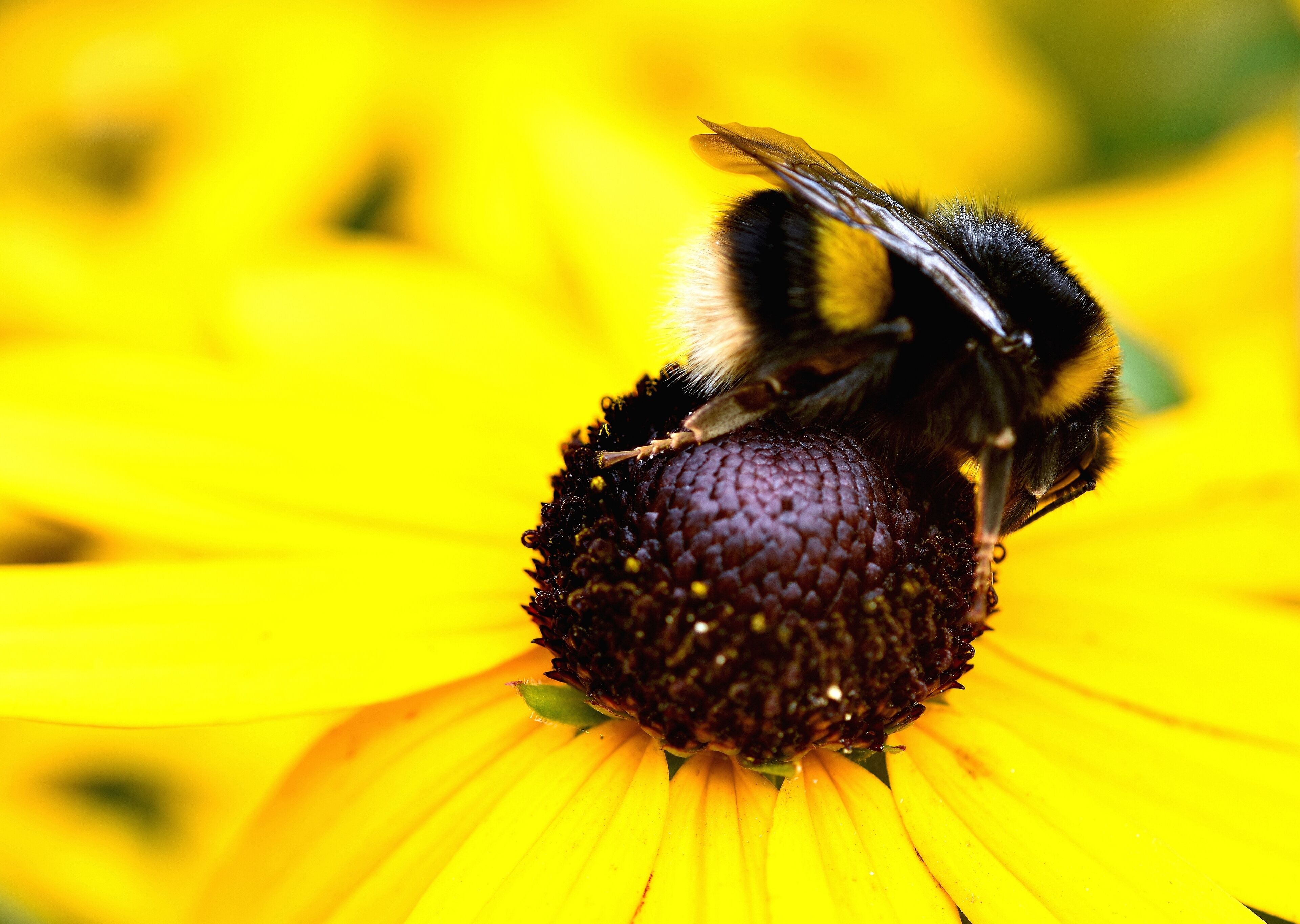 Break  in  bumble  bee