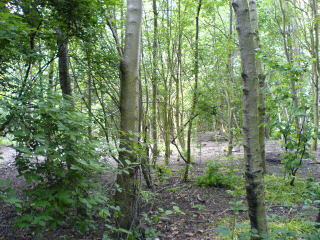 Woods. Woodland close to the Old River, Irlam. The Old River is a remnant of a bend of the River Irwell which was left after canalisation of the river to make the Manchester Ship Canal. See 442753