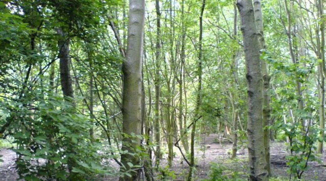 Woods. Woodland close to the Old River, Irlam. The Old River is a remnant of a bend of the River Irwell which was left after canalisation of the river to make the Manchester Ship Canal. See 442753