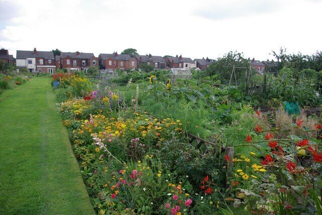Allotments looking East Flixton allotments looking East.