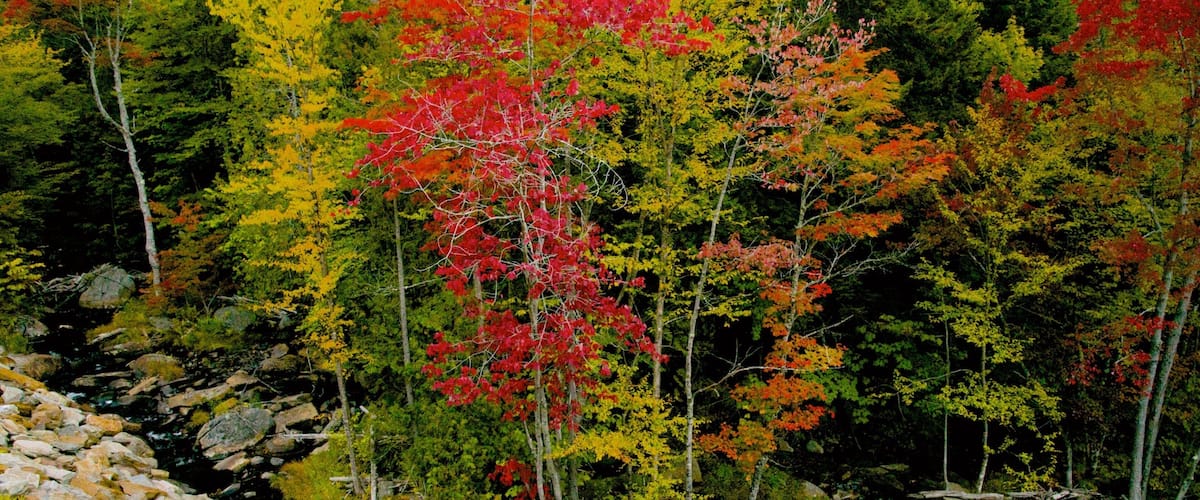 A forest with autumn foliage, a rocky stream, and a clear sky.