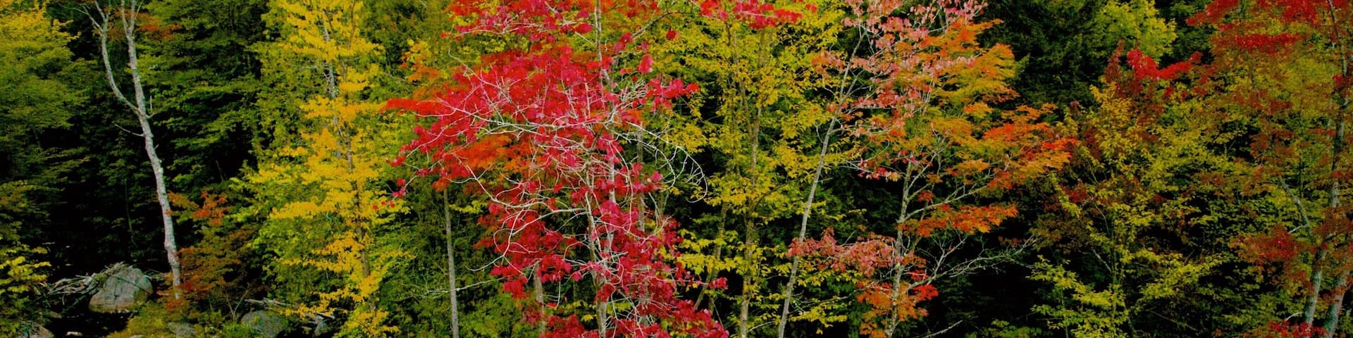 A forest with autumn foliage, a rocky stream, and a clear sky.