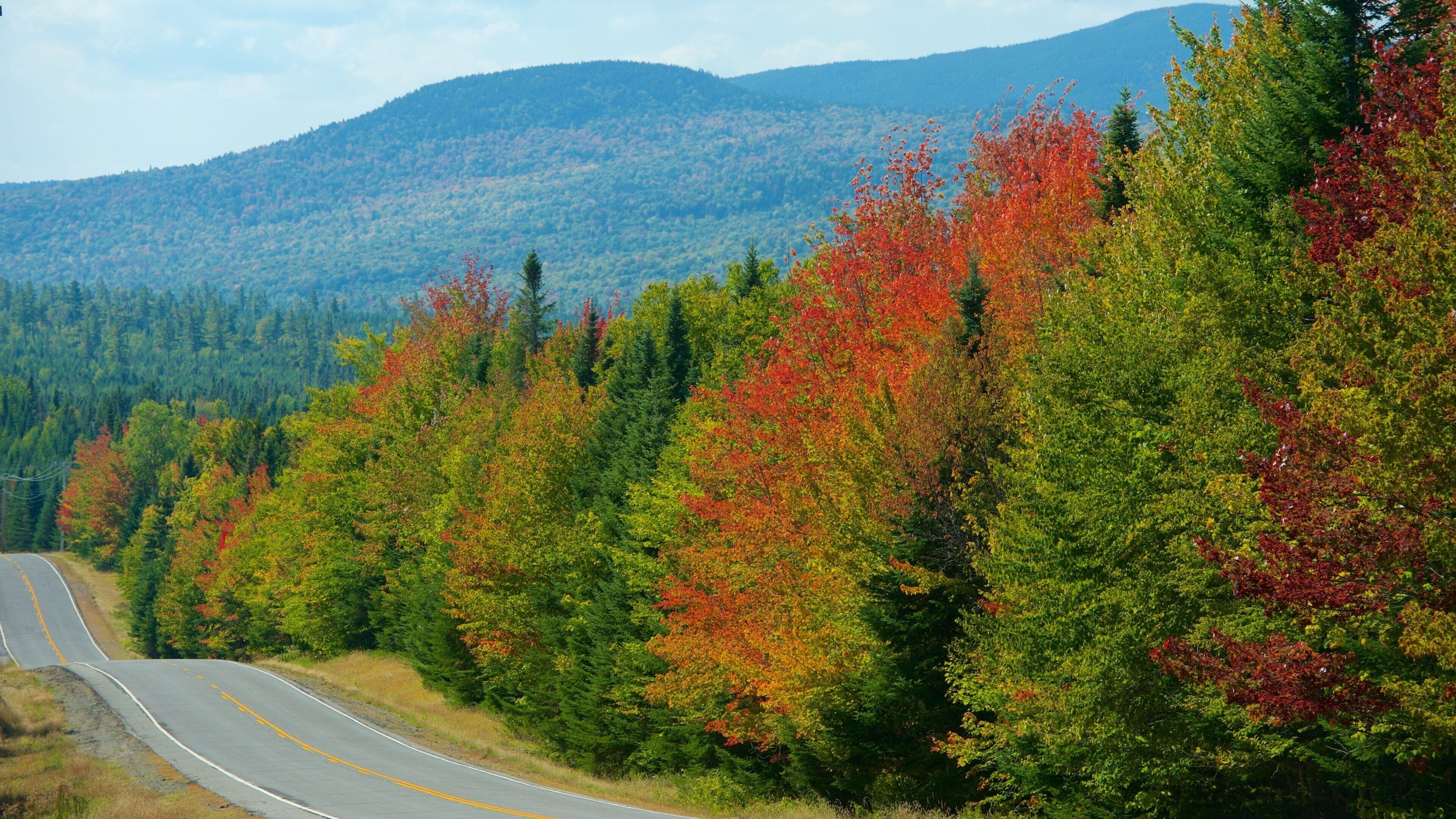 A winding road through a forest with autumn foliage.