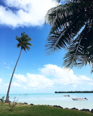 Maupiti beach, you can walk in the lagoon from here to the motu in front and pass by manta ray and Sharks.