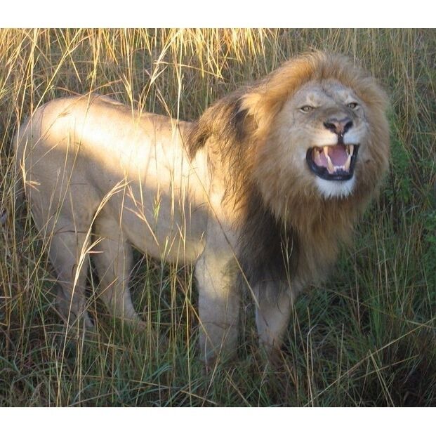 The lions will sometimes come right up to the safari vehicles, if you're lucky. Let me tell you, their roars are pretty damn loud!
#Wildlife