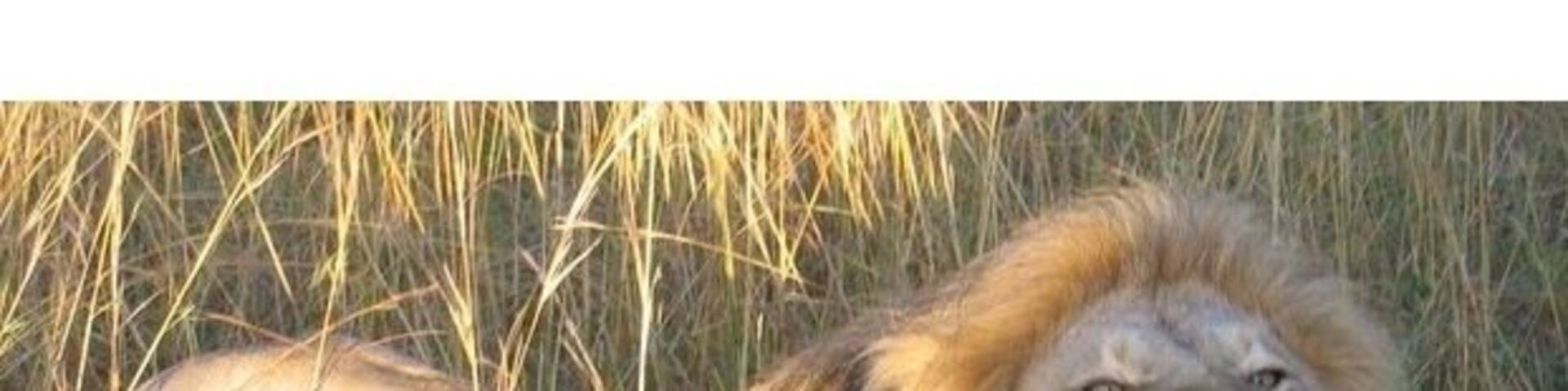 The lions will sometimes come right up to the safari vehicles, if you're lucky. Let me tell you, their roars are pretty damn loud!
#Wildlife