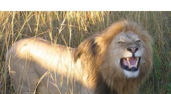 The lions will sometimes come right up to the safari vehicles, if you're lucky. Let me tell you, their roars are pretty damn loud!
#Wildlife