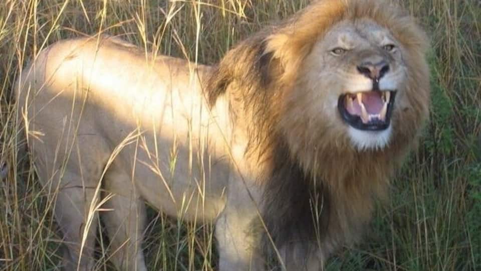The lions will sometimes come right up to the safari vehicles, if you're lucky. Let me tell you, their roars are pretty damn loud!
#Wildlife