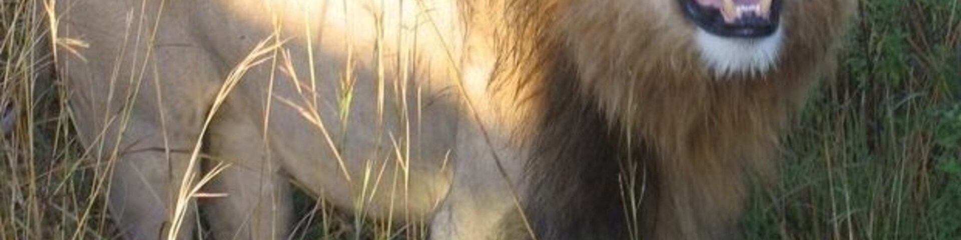 The lions will sometimes come right up to the safari vehicles, if you're lucky. Let me tell you, their roars are pretty damn loud!
#Wildlife