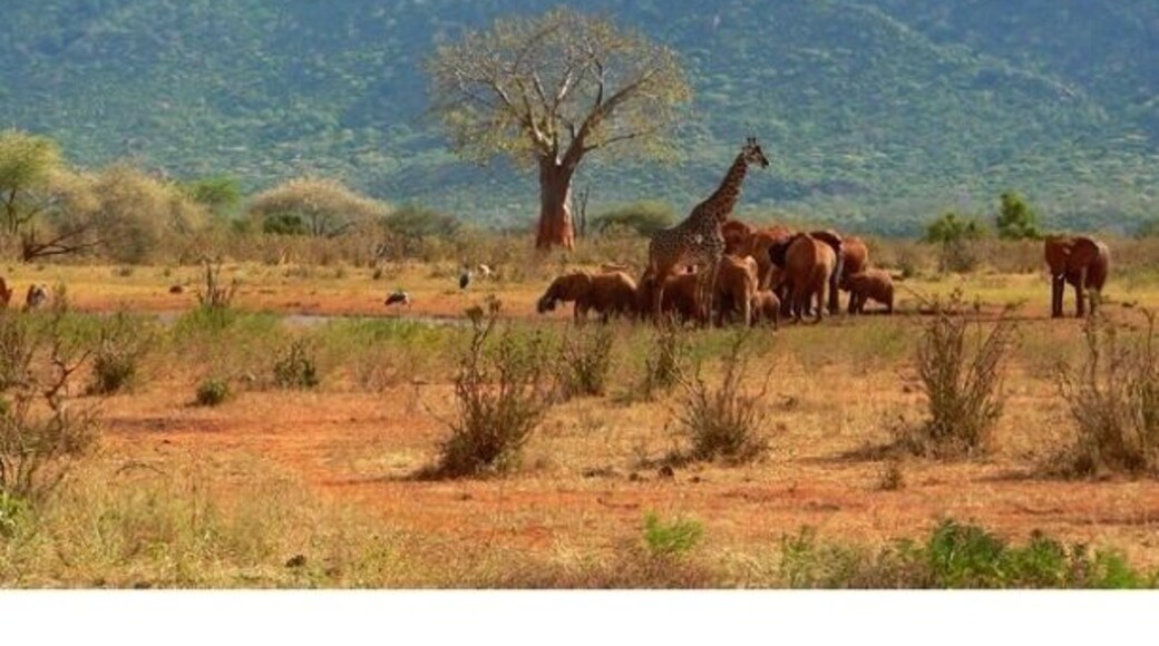 Watching the animals at the watering hole. Though the safaris are guided, they are definitely worth the trip. Just check into the itinerary and the company carefully.
#bestof5
#GreatOutdoors
