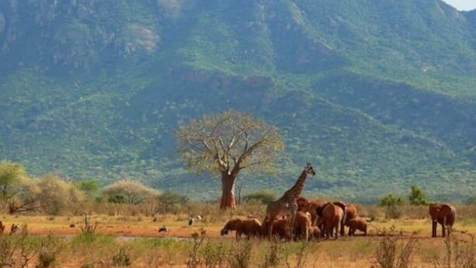 Watching the animals at the watering hole. Though the safaris are guided, they are definitely worth the trip. Just check into the itinerary and the company carefully.
#bestof5
#GreatOutdoors