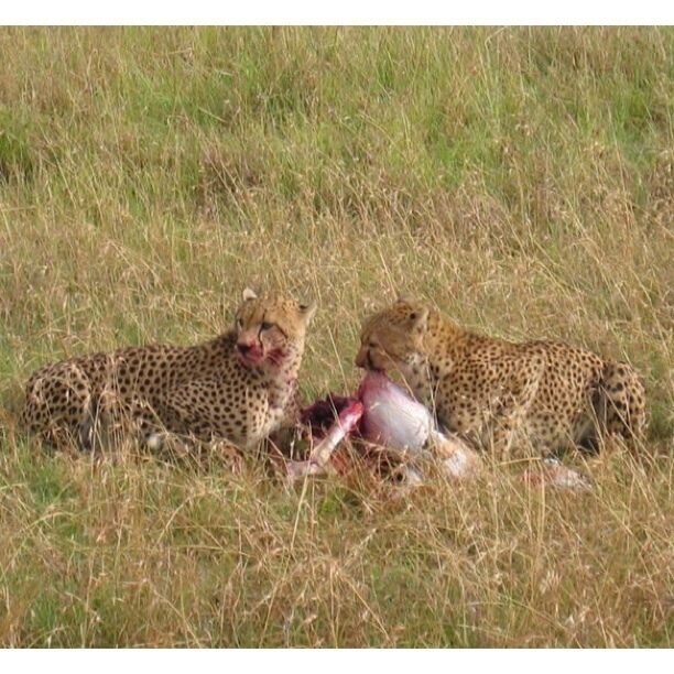 This is why you don't get out of the vehicle. No one wants to be lunch.