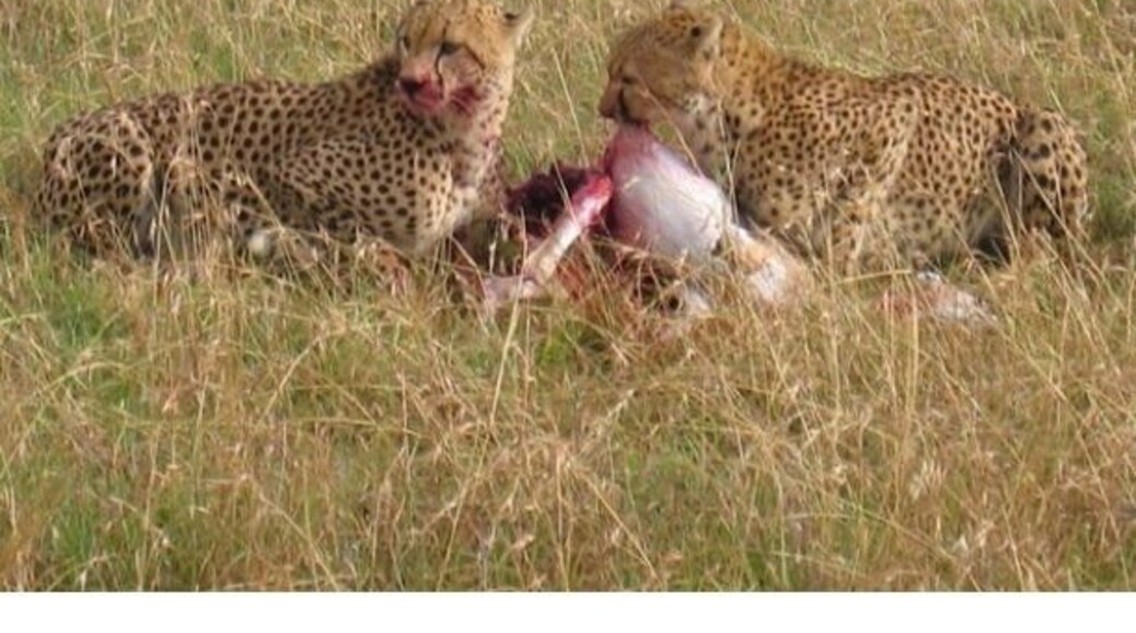 This is why you don't get out of the vehicle. No one wants to be lunch.