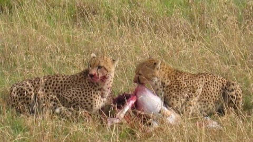 This is why you don't get out of the vehicle. No one wants to be lunch.