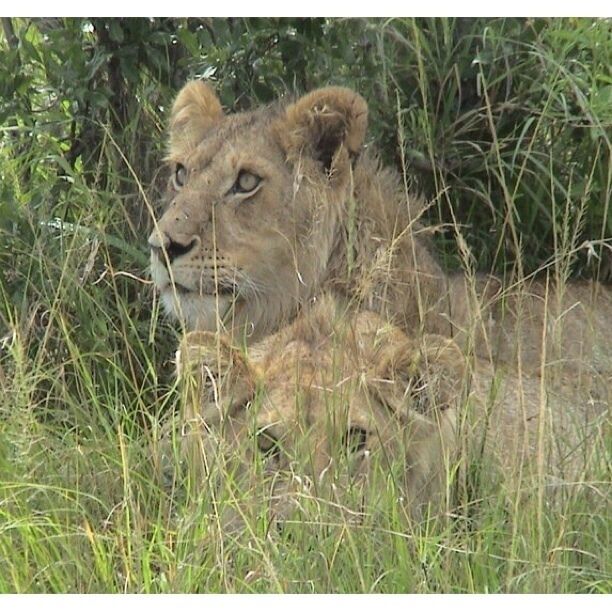 Lions need shade too! Btw, this was taken with a telephoto lens. Don't get out of the vehicle while out on safari! =)
 #bestof5 #Wildlife