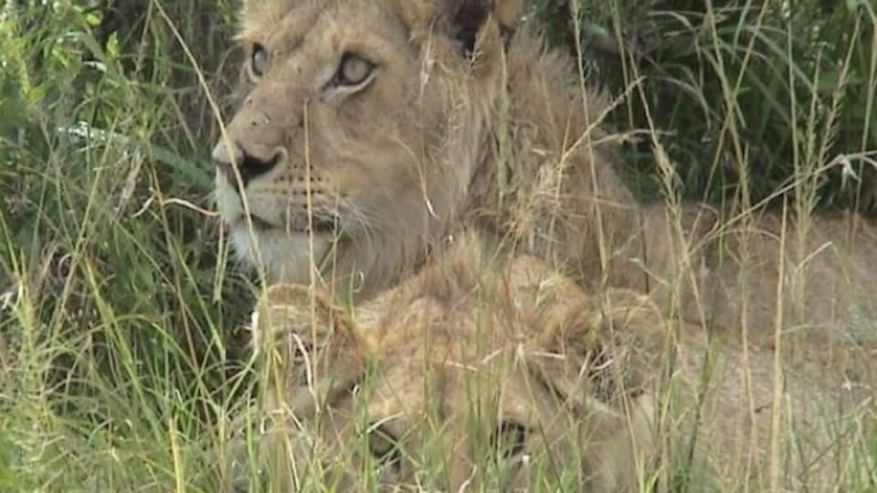 Lions need shade too! Btw, this was taken with a telephoto lens. Don't get out of the vehicle while out on safari! =)
#bestof5 #Wildlife
