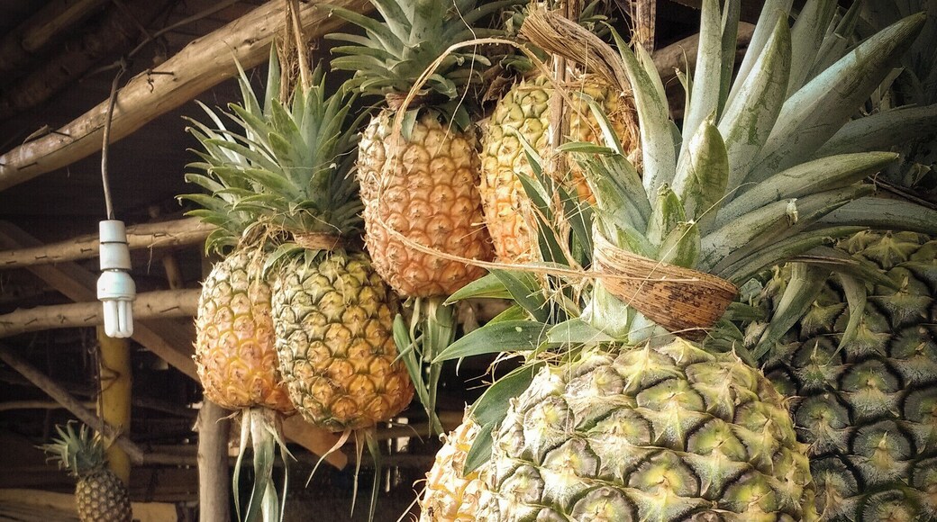 ...I've had the best pineapples of my life in Uganda! I still miss those mornings, those trips... every single occasion I would be able to sample them.
#colorful #delicious