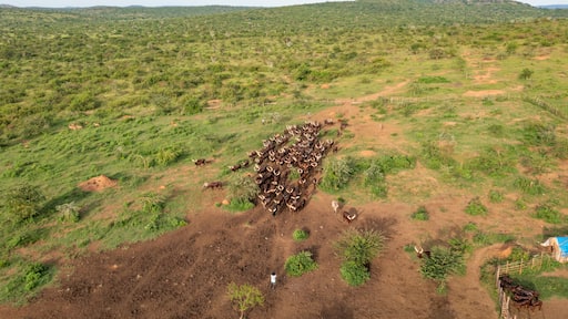 Un troupeau de bovins dans un paysage rural, avec des collines douces et une végétation clairsemée.