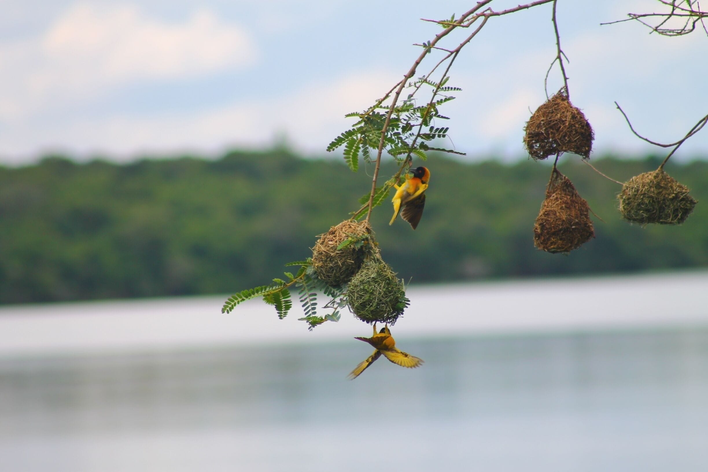 That&#x27;s a proper nest