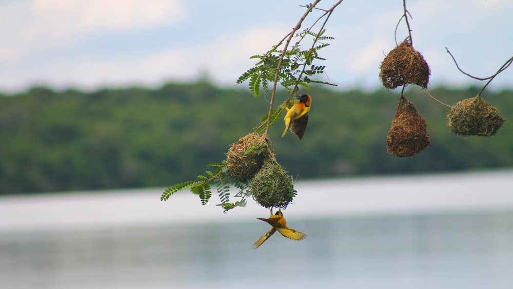 That's a proper nest