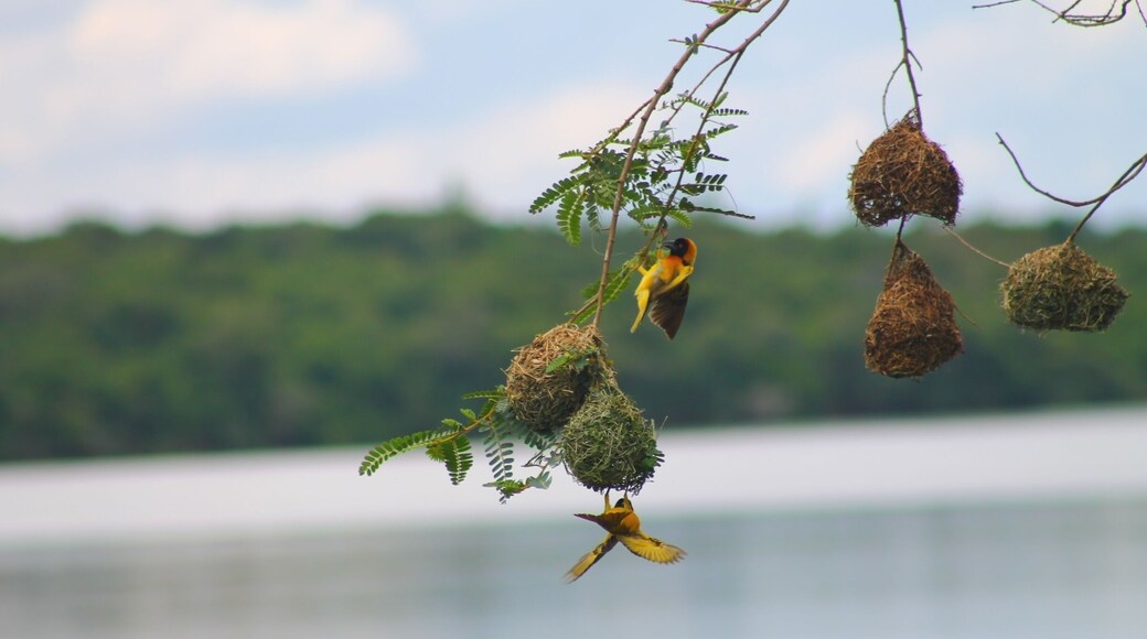 That's a proper nest