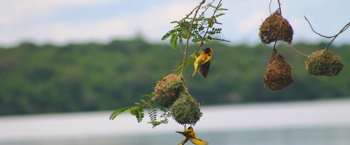 That's a proper nest