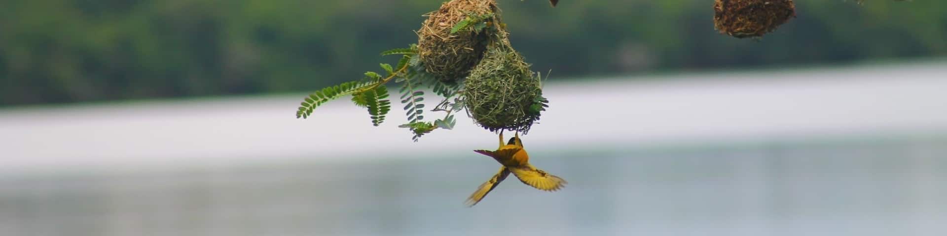 That's a proper nest