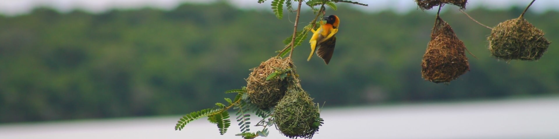 That's a proper nest