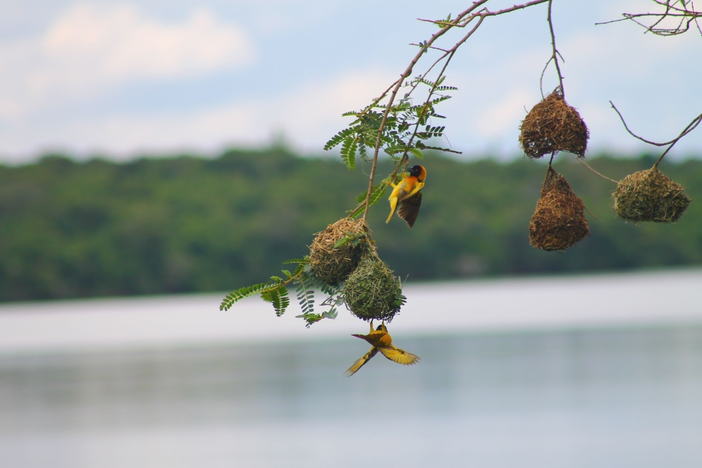 A bird perched on a branch with a nest and another bird flying nearby.