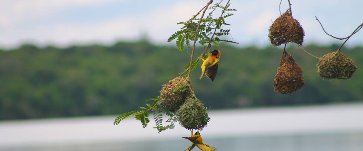 A bird perched on a branch with a nest and another bird flying nearby.