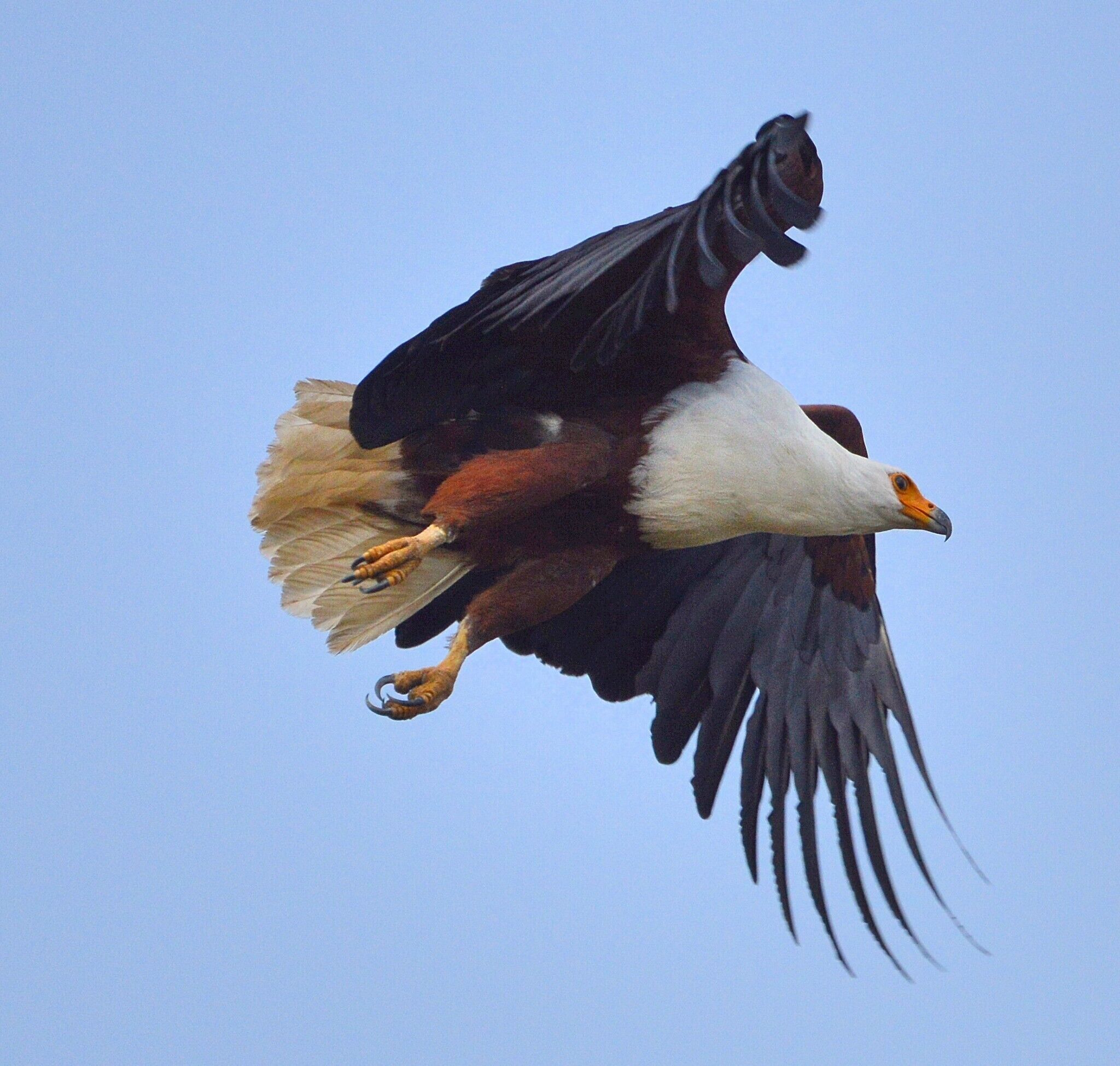I recommend using your own transport for the safari and simply renting a guide at the gate for $20 USD. 

This saved us upwards of $300. 