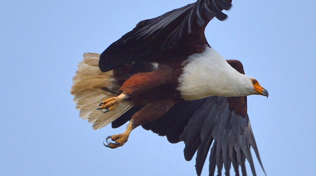 I recommend using your own transport for the safari and simply renting a guide at the gate for $20 USD.
This saved us upwards of $300.