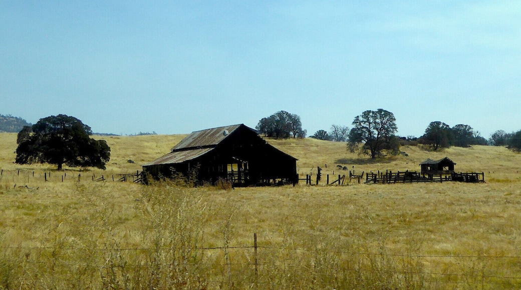 After 5 years of drought, the drive to Yosemite was incredibly yellow.