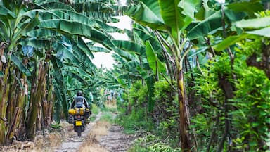 Man riding touring motorbike through banana plantation, Ecuador