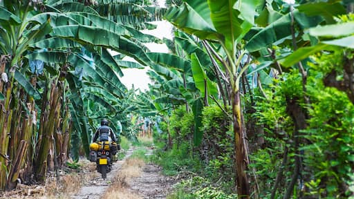 Man riding touring motorbike through banana plantation, Ecuador